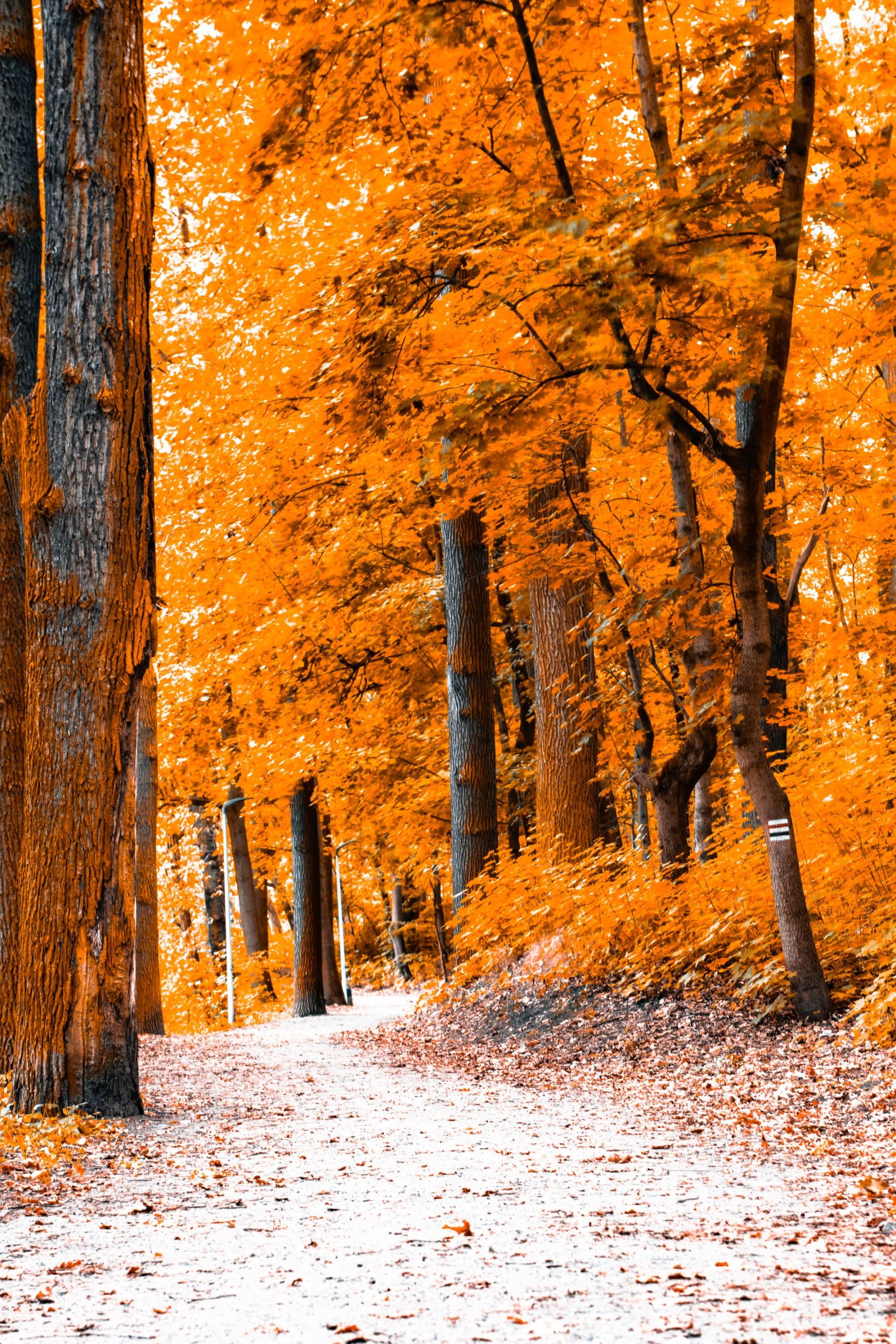 Krzysztof Jaworski-4